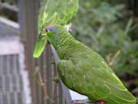 Amazone a joues vertes, Amazona viridigenalis (Photo F. Mrugala) (4)